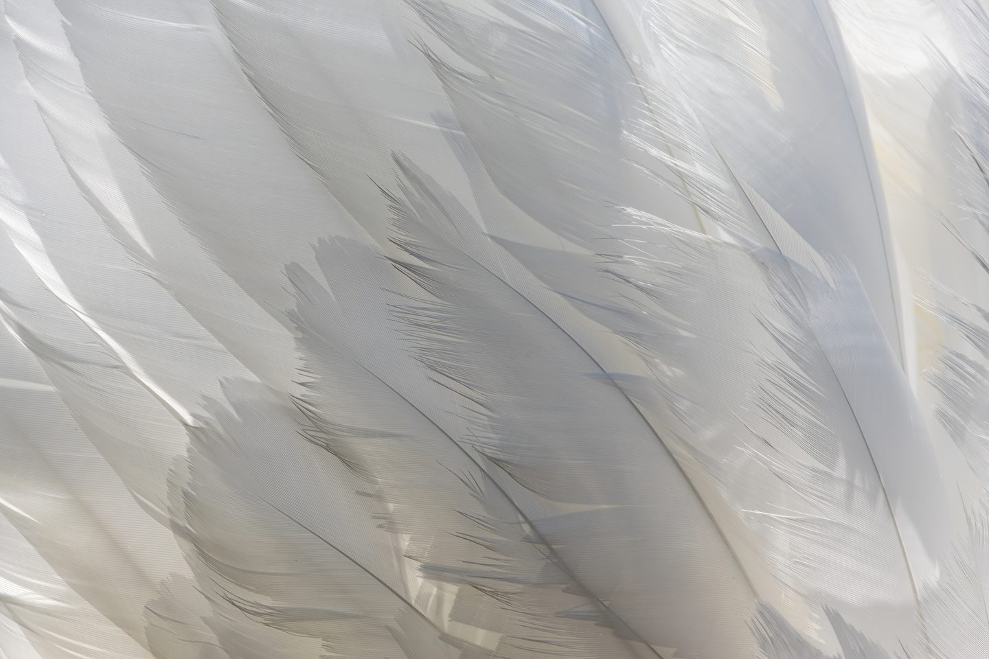 Procedural feathers in Blender from your hair groom — 3D on Backdrop